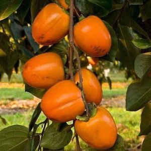 Ebenovník rajčiakový - Hurmikaki (Diospyros kaki) ´CIOCCOLATINO´ - výška 160-180 cm, obvod kmeňa: 6/8 cm, kont. C18L (-20°C) 